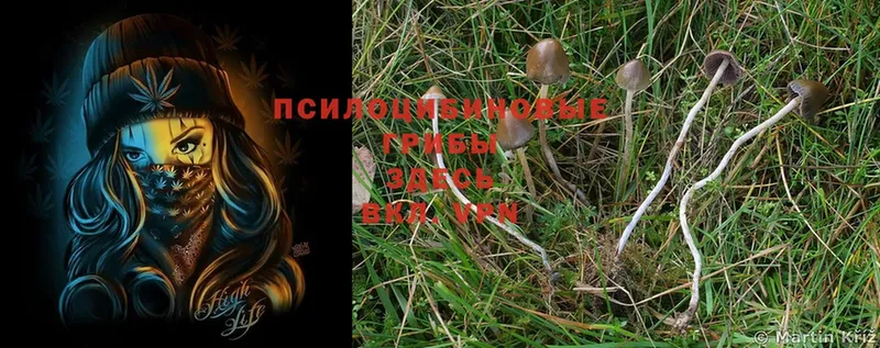 Галлюциногенные грибы Magic Shrooms Крым